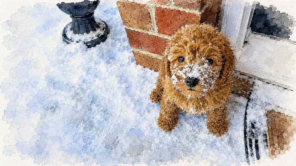 puppy in the snow