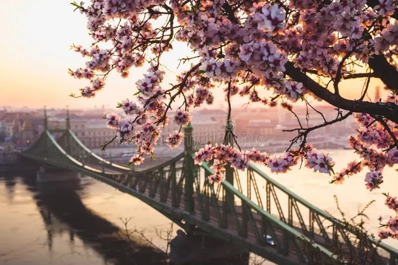 the Liberty Bridge in Budapest, Hungary