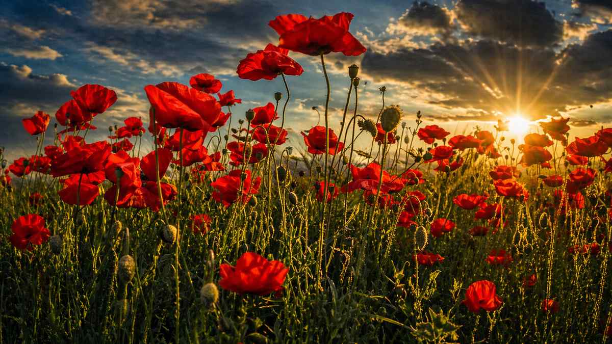 AI illustration of a field of red poppies in Flanders