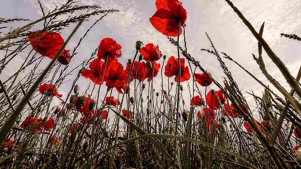AI illustration of a field of red poppies symbolizing WWI remembrance